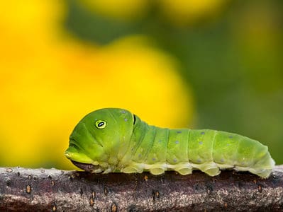 A Tiger Swallowtail Caterpillar