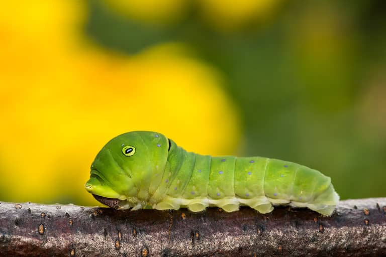 An incredibly cute Eastern tiger swallowtail caterpillar. The caterpillar is bright green with black and white eyespots.