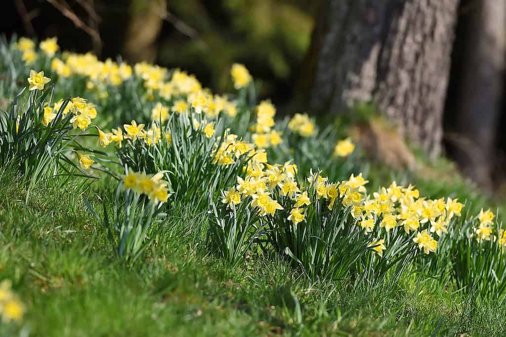 'Marzenbecher' Daffodils