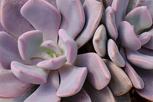 10 Types Of Purple Succulents Picture
