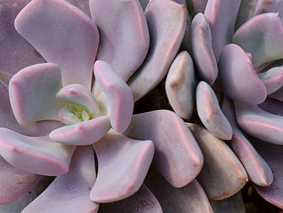 A 10 Types Of Purple Succulents