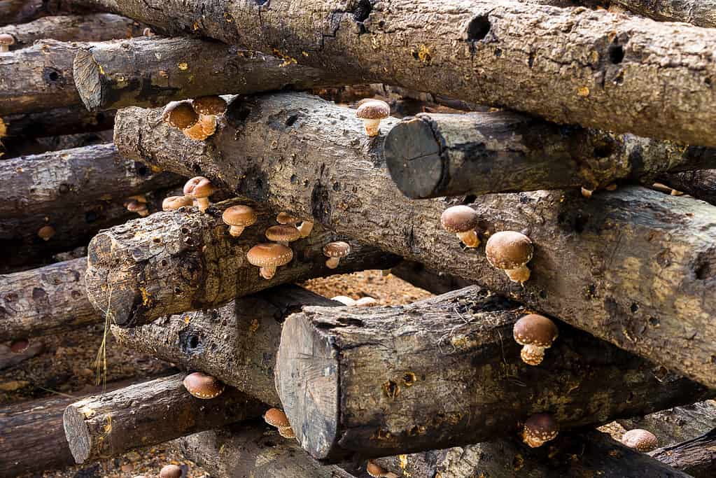 shiitake mushrooms growing in logs