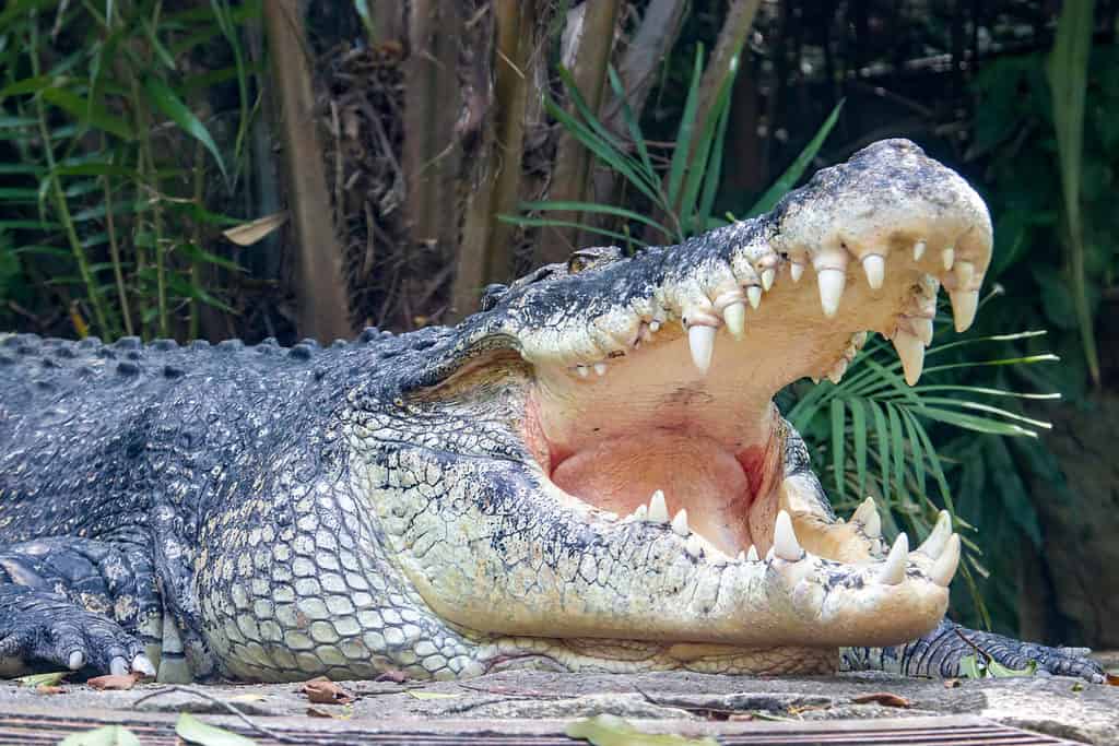 Crocodile attacks put neighborhood on edge with cops confirming 8ft beast  is being tracked as fears mount