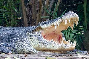 Are There Crocodile-Infested Lakes in New South Wales? Picture