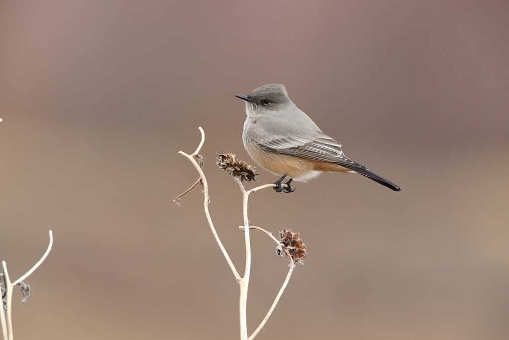 Say's phoebe