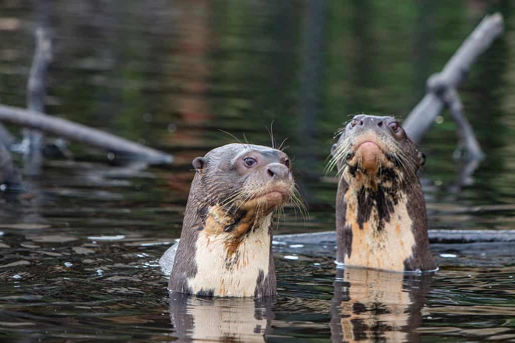 a giant river otter family in the amazon forest of Ecuador