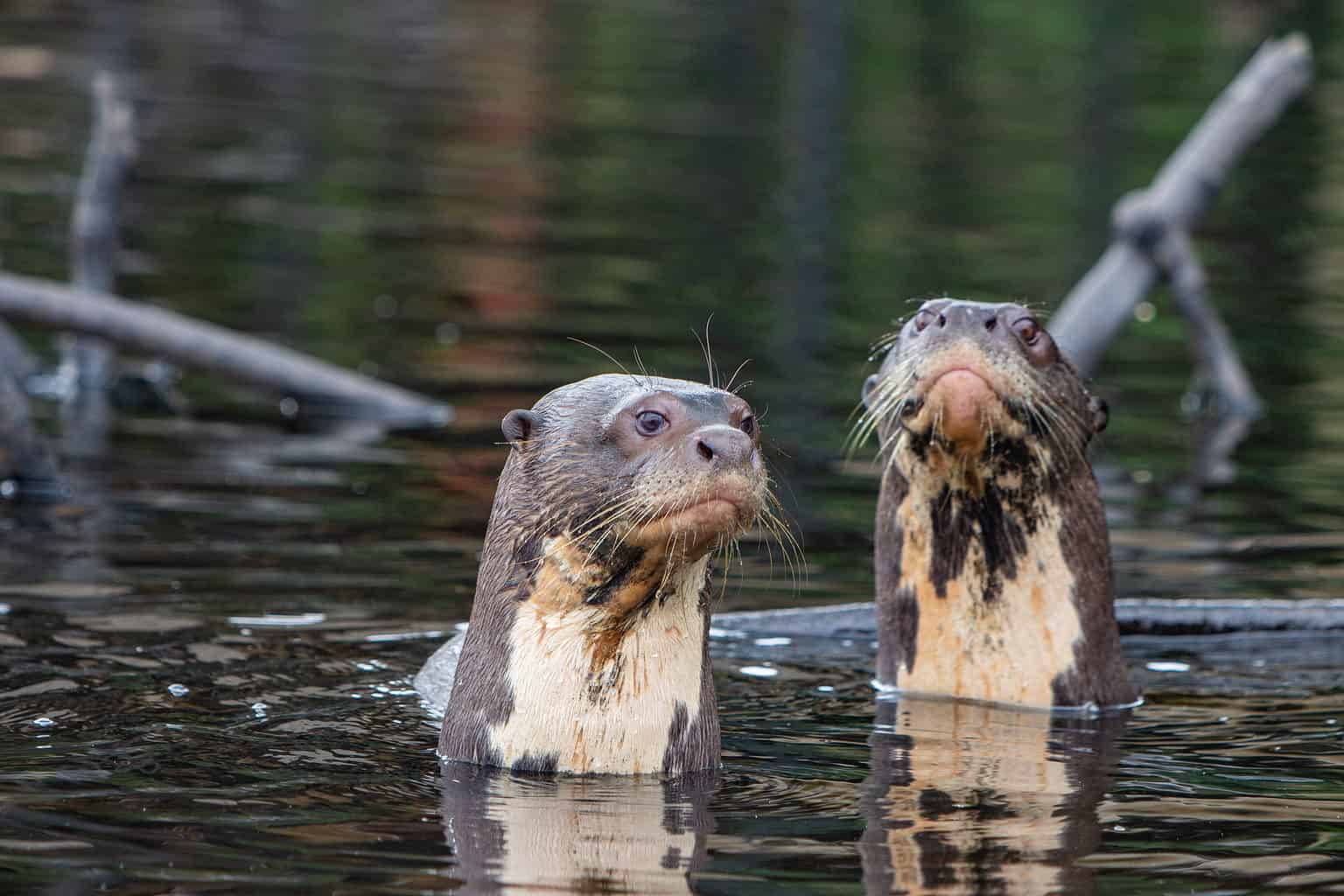 Giant Otter Size Comparison: Just How Big Do These River Monsters Get ...