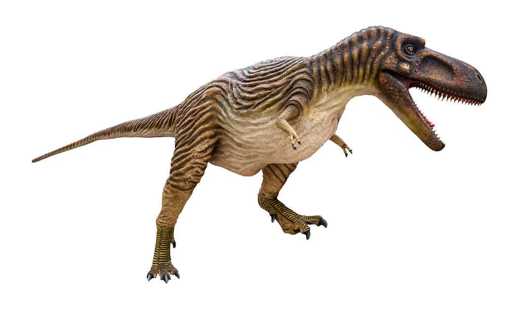 Albertosaurus dinosaur