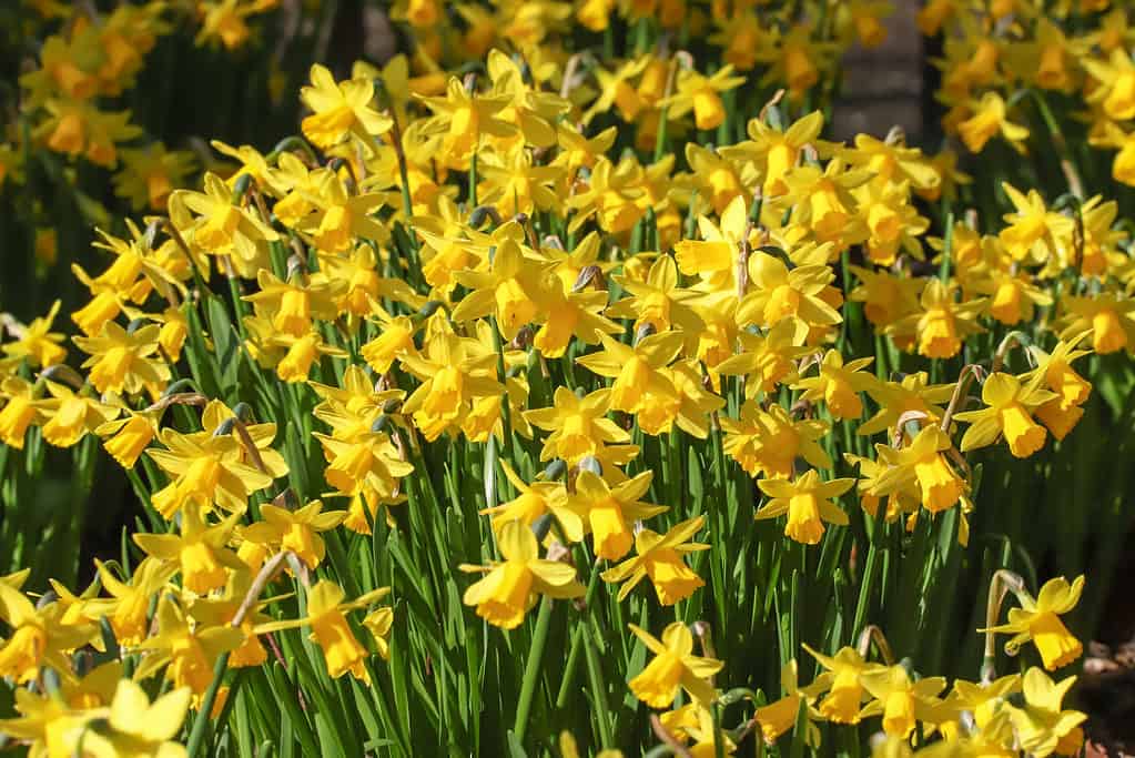 'Tete-a-Tete' Miniature Cyclamineus Daffodils