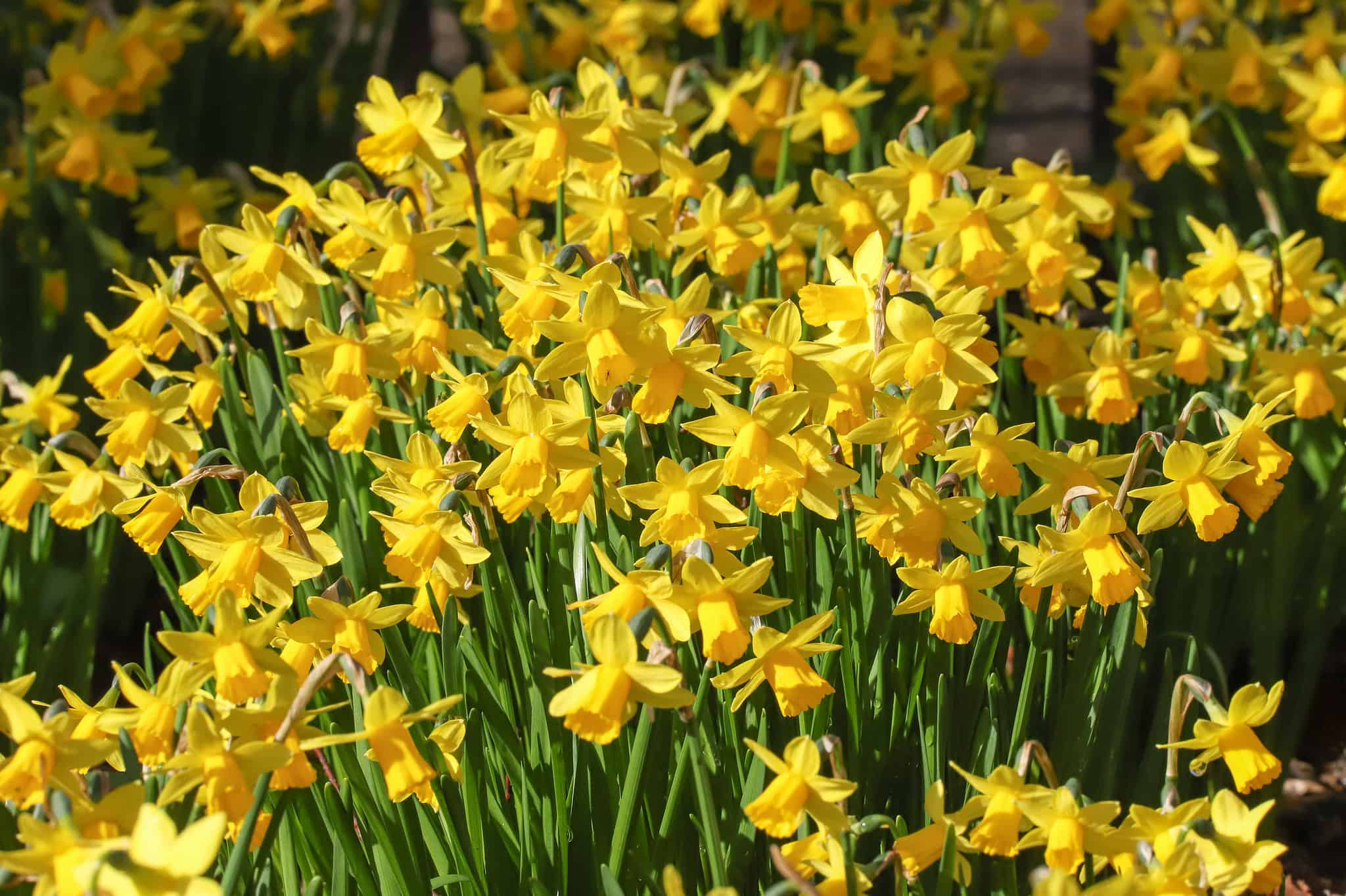 5 Types of Triandrus Daffodils - A-Z Animals