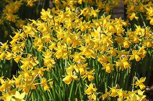 10 Types of Cyclamineus Daffodils Picture