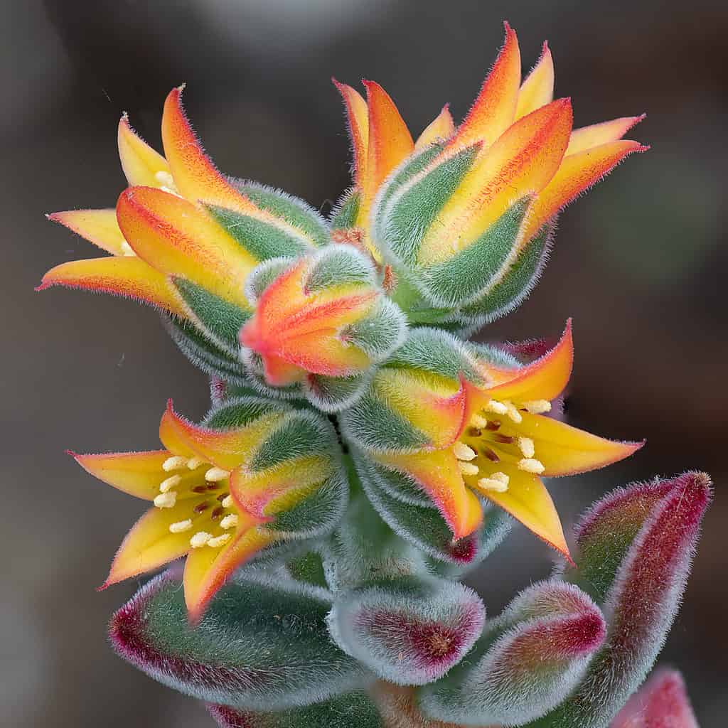 Echeveria pulvinata succulent flowering