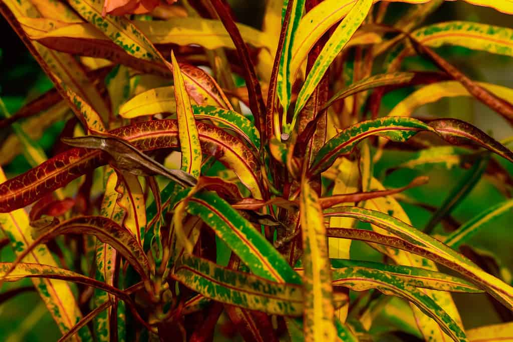 A closeup of the zanzibar croton, a Codiaeum variegatum variety