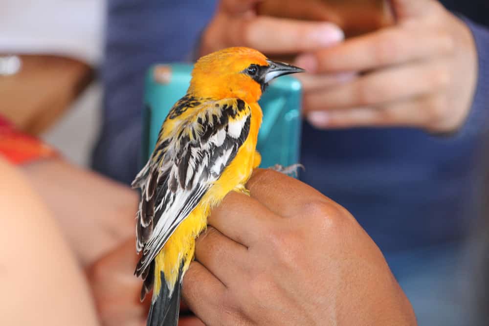 streak-backed oriole