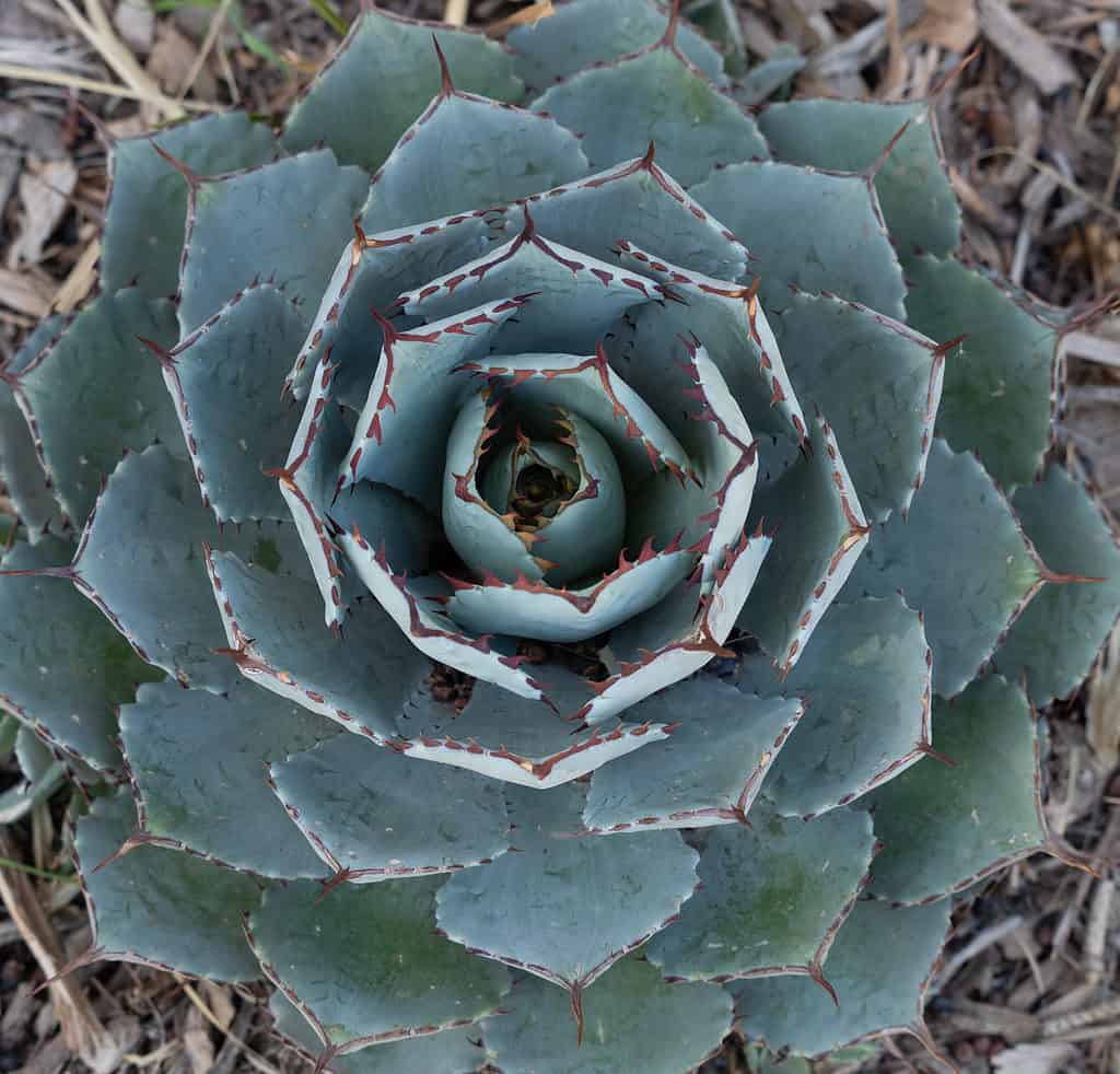 Agave Potatorum