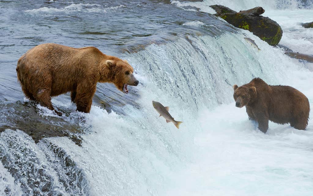 Grizzly bears fishing in Brooks River