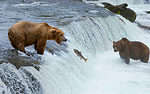 Grizzly bears fishing in Brooks River