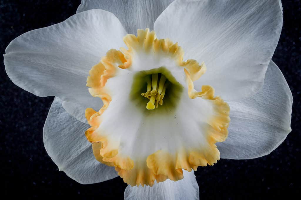 'Accent' Large-Cupped Daffodil