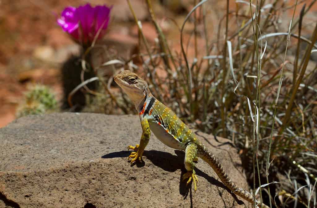 Collared lizard sunning in Arizona