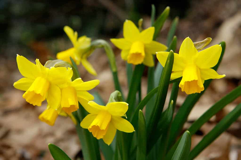 Miniature Yellow Daffodils