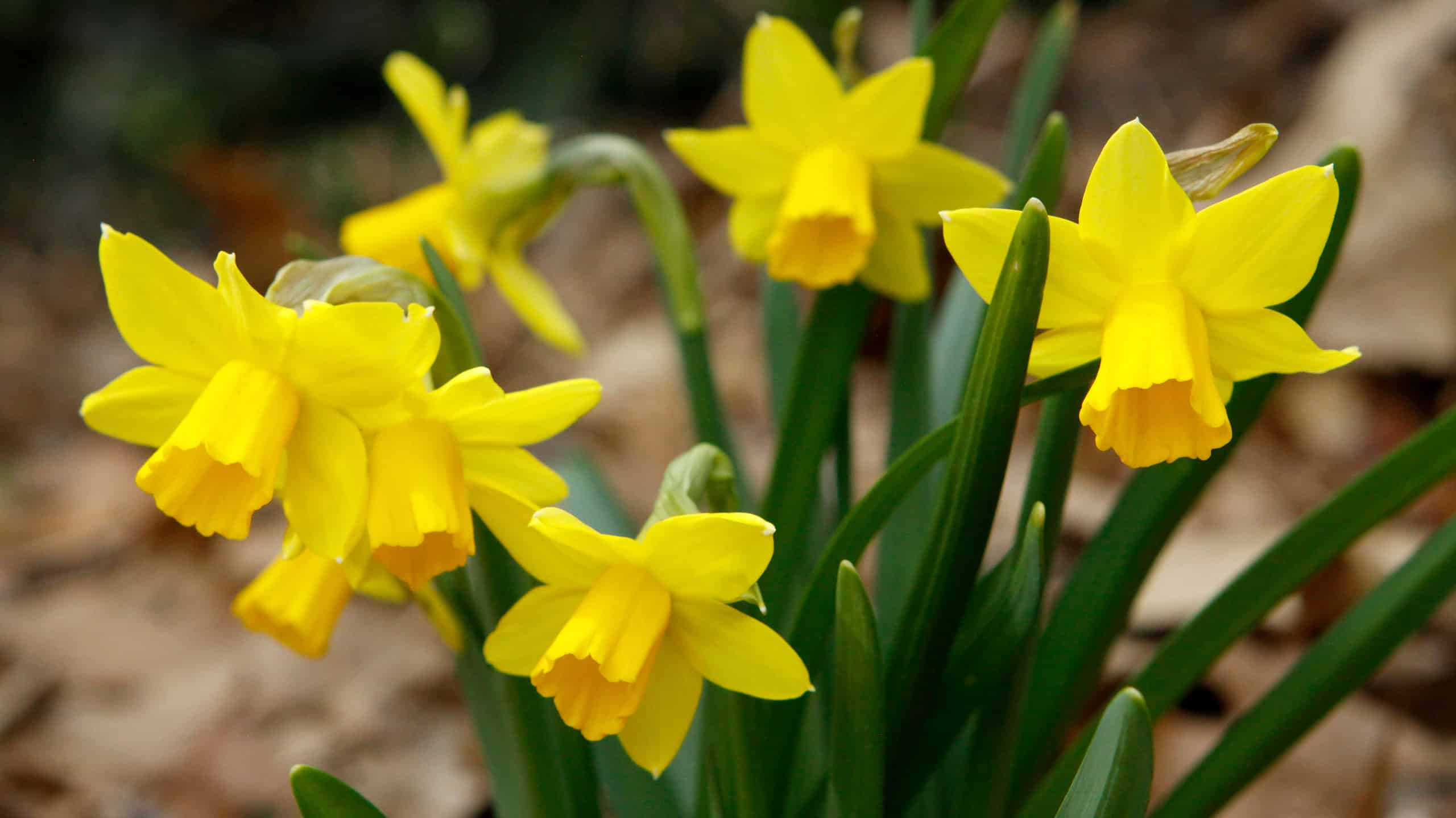 12 Types Of Miniature Daffodils - AZ Animals