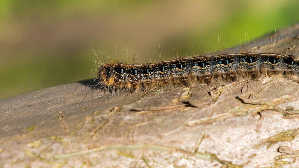 A close up of an Eastern Tent caterpillar climbing the bark of a Crepe Myrtle. The caterpillar is facing frame left and is horizontal from the center to right frame. It is mostly earhttones with glue accents. It has setae (stiff hairs) visible extending from either side of its body.