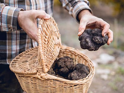 A Truffle Prices in 2024: What to Expect When Buying