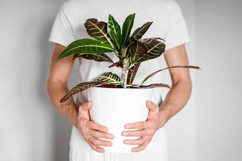 A person in a white shirt holding a croton plant in a white pot