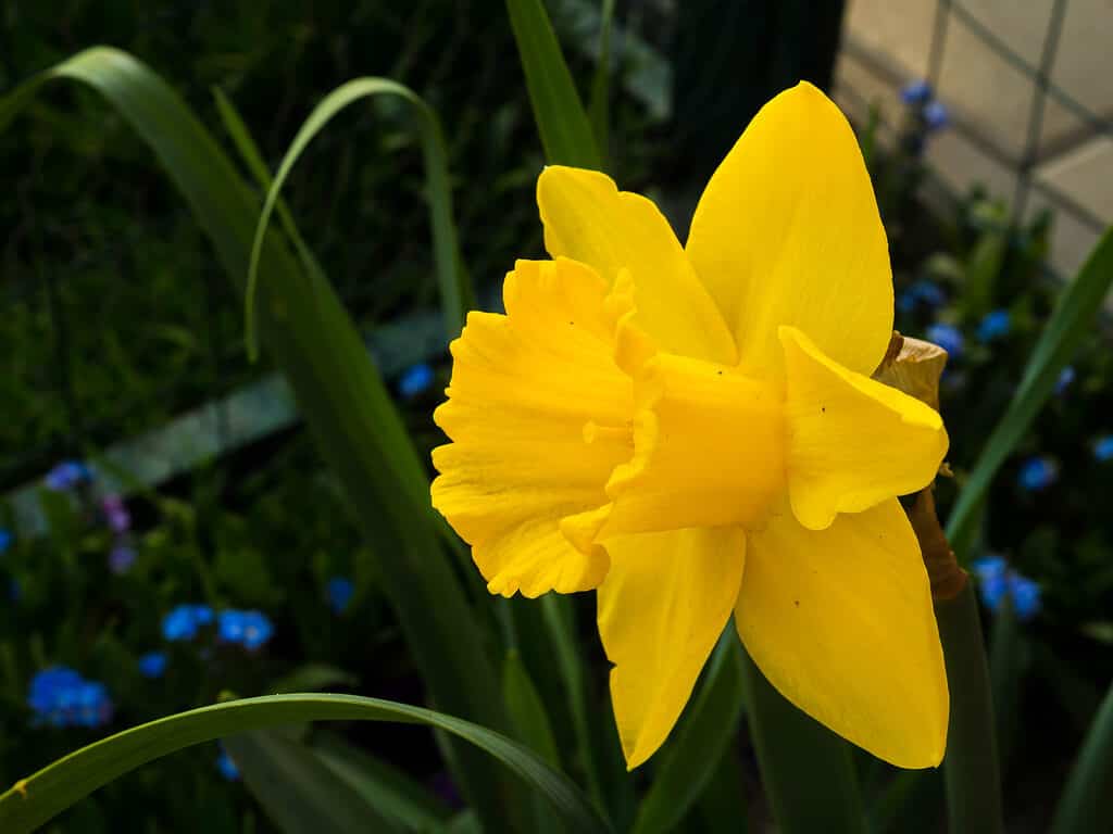 Yellow Trumpet Daffodil
