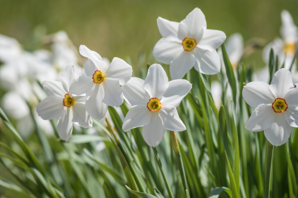 A grouping of Poeticus Daffodils