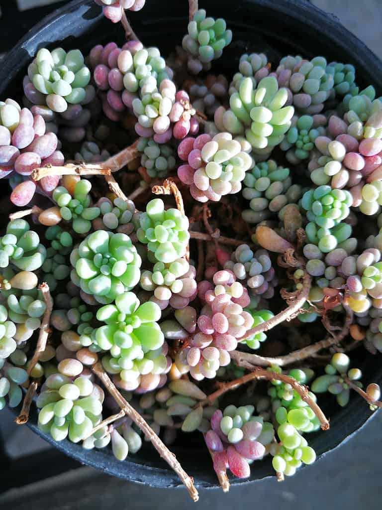 Sedum dasyphyllum 'Lilac Mound' purple succulent