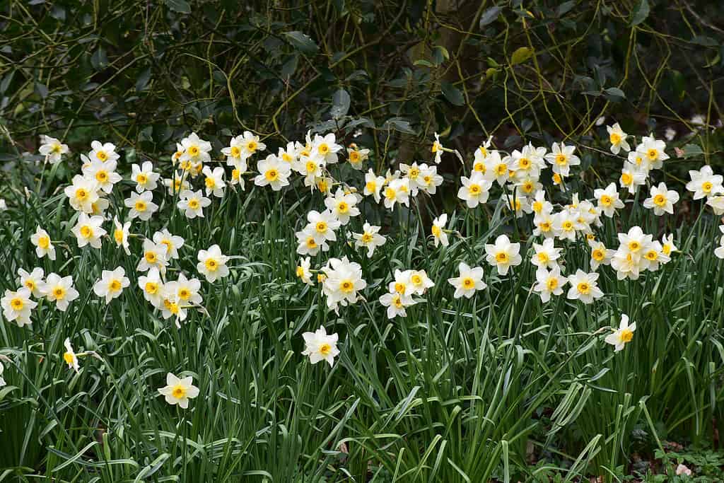 'Golden Echo' Jonquil Daffodils