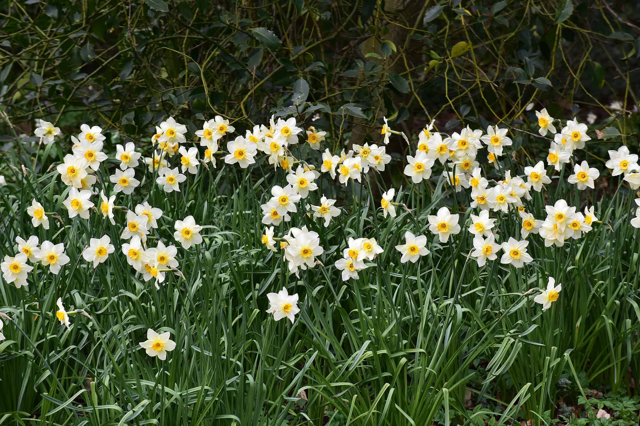 When Do Daffodils Bloom? AZ Animals