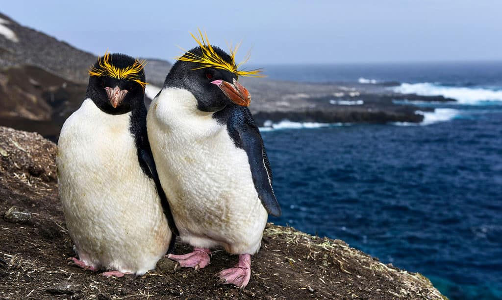 Macaroni penguins