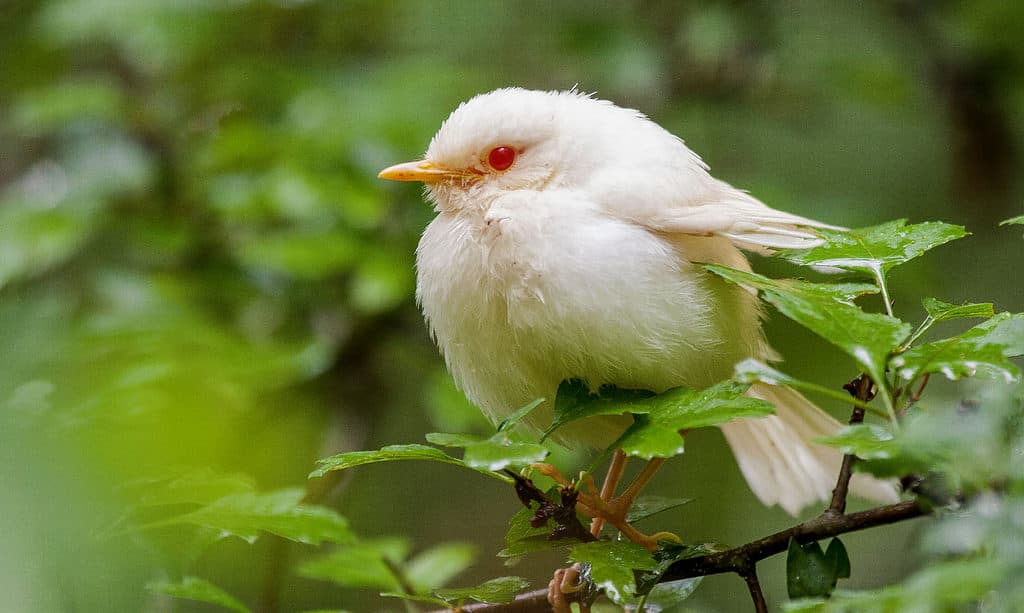 European robin albinism 