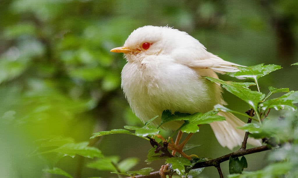 Albino Capybaras: Are There Any White Capybaras? - AZ Animals