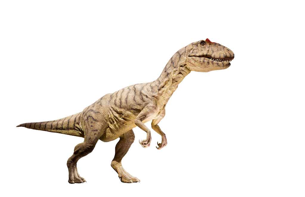Allosaurus fragilis dinosaur common in Utah