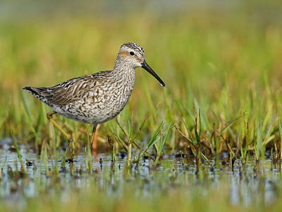 A Sandpiper Quiz: How Much Do You Know?