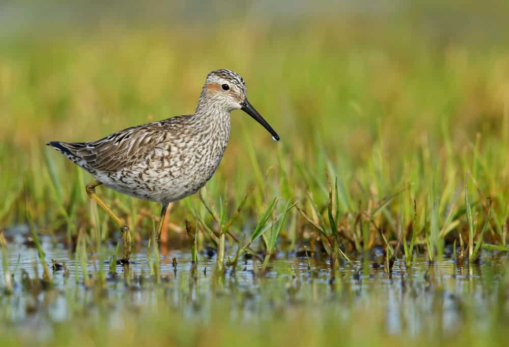 Stilt sandpiper