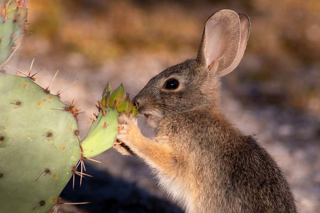 A young desert cottontail rabbit in the Sonoran Desert eating prickly pear cactus flower blossoms in early morning light. Cute bunny close up in natural habitat. Pima County, Tucson, Arizona, USA.