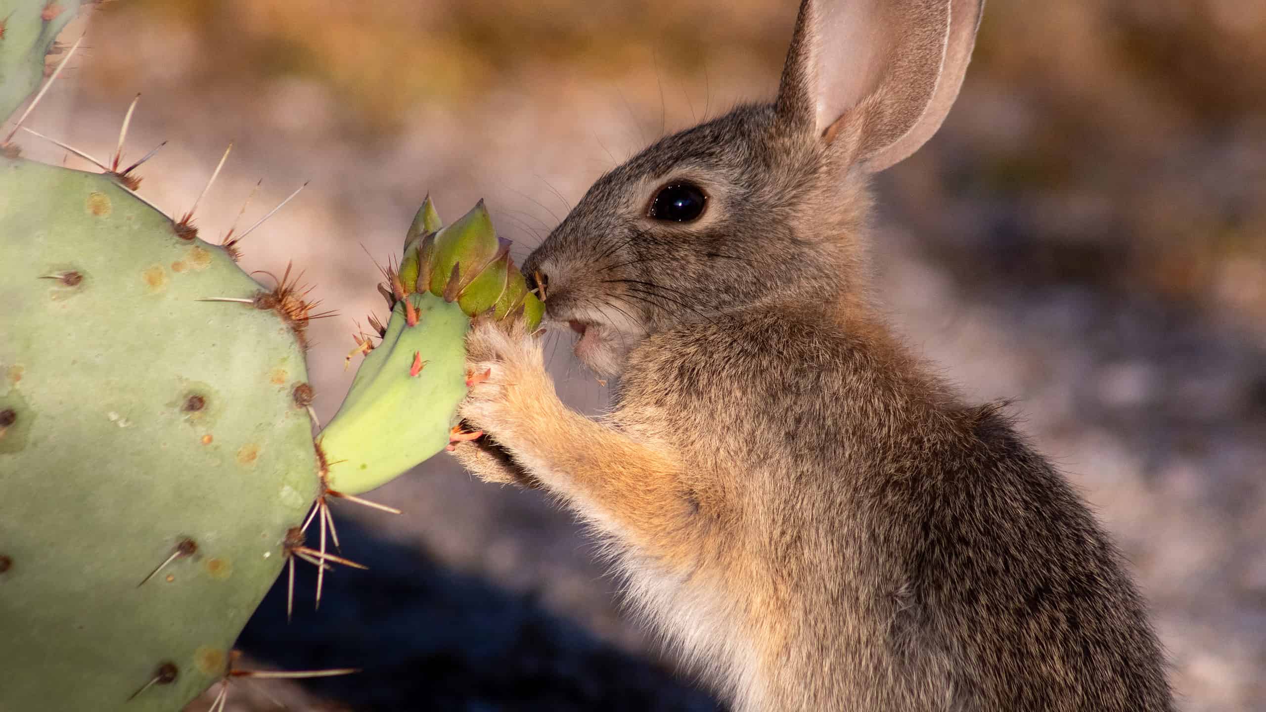 A young desert cottontail rabbit in the Sonoran Desert eating prickly pear cactus flower blossoms in early morning light. Cute bunny close up in natural habitat. Pima County, Tucson, Arizona, USA.