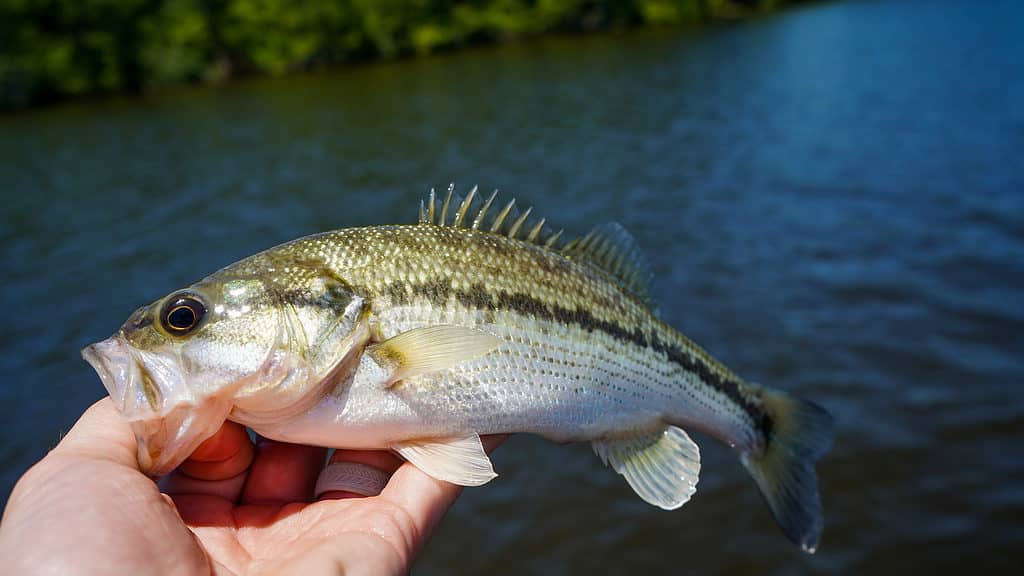 Kentucky Bass