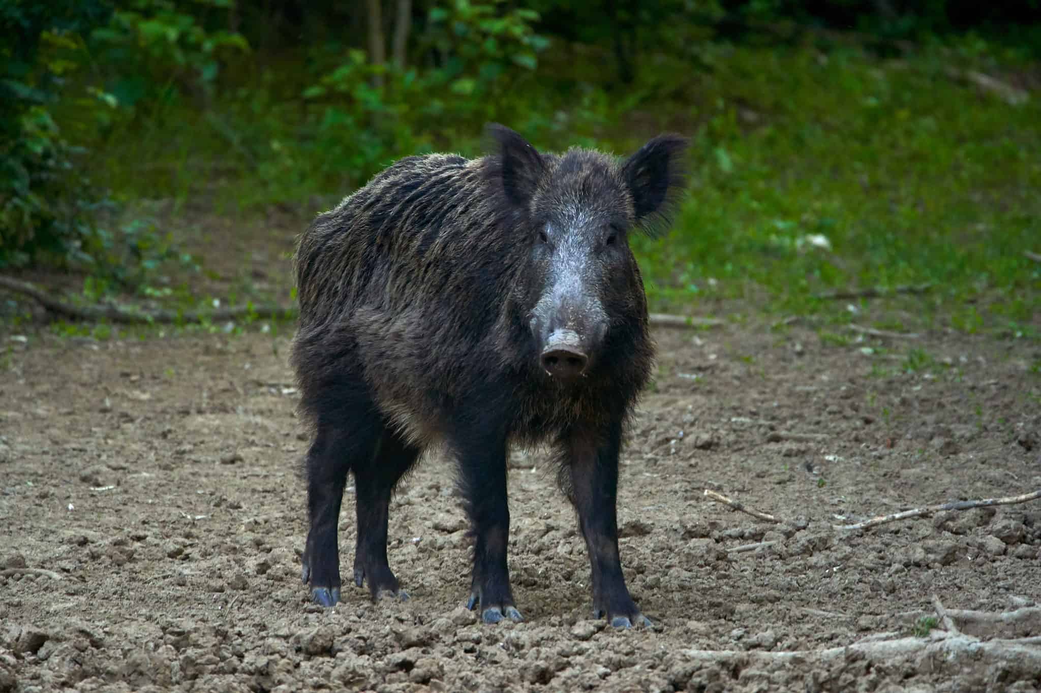 The Largest Wild Hog Ever Caught in Oklahoma - A-Z Animals