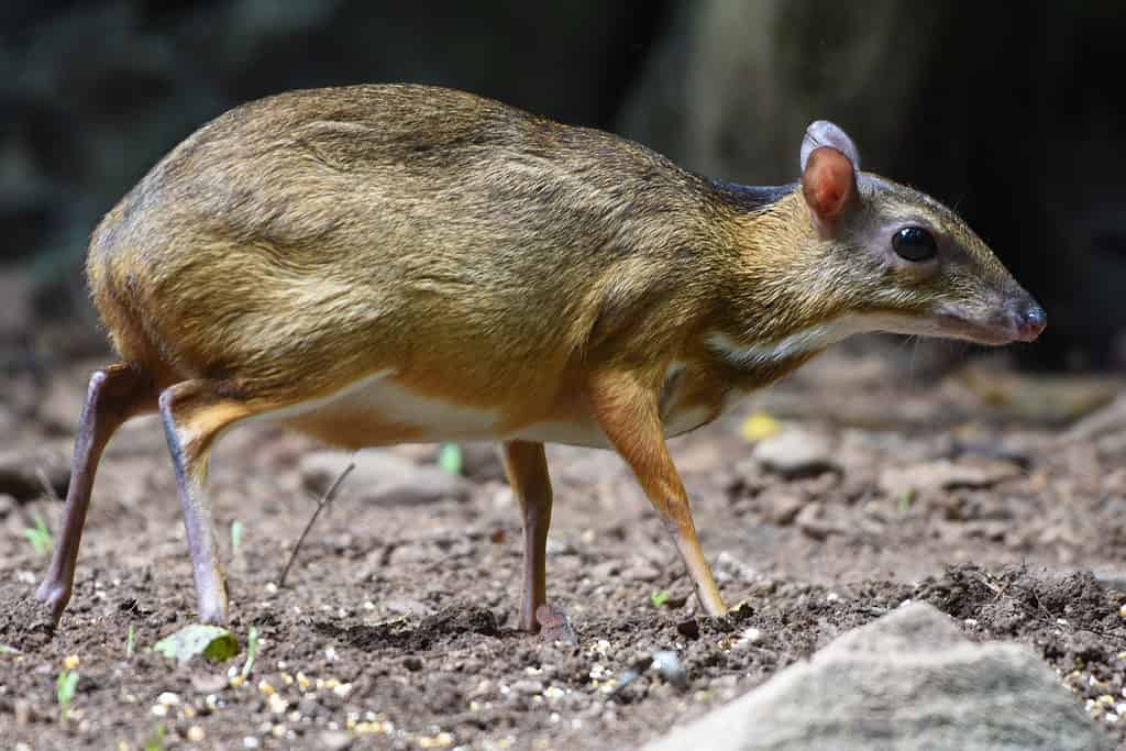 Mouse-Deer (Chevrotain) 4