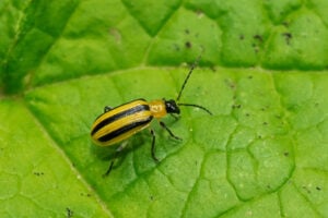 Striped cucumber beetle isolated
