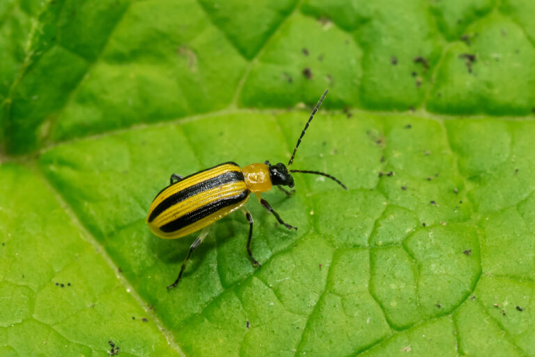 Striped cucumber beetle isolated