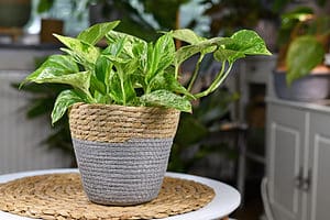 Choosing The Best Pot For Pothos Picture