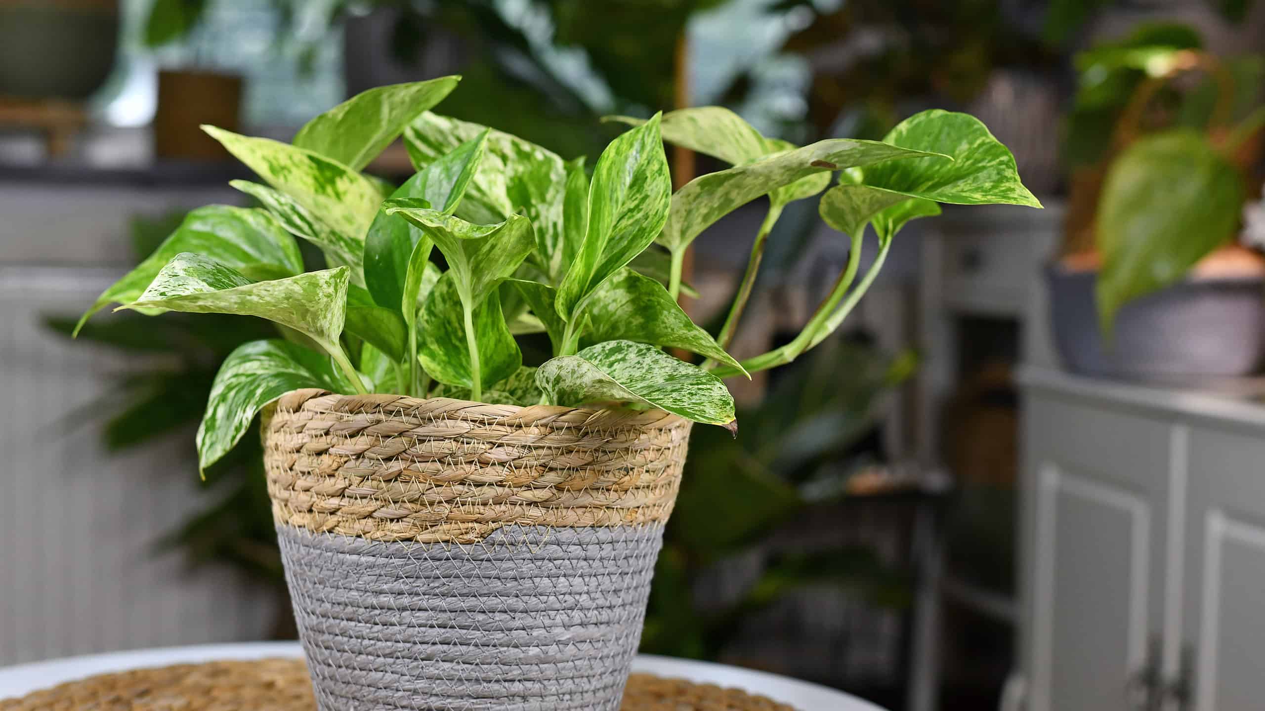 Tropical 'Epipremnum Aureum Marble Queen' pothos house plant with white variegation in natural basket flower pot on table