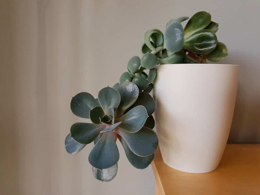 A succulent plant may stretch towards light if it doesn't get enough sun