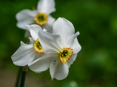 A 3 Standout Types of Poeticus Daffodils